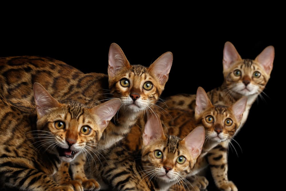 Bengal kittens