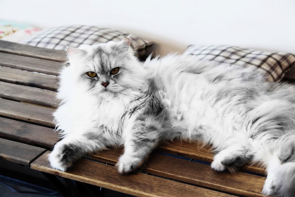 Persian cat on bench