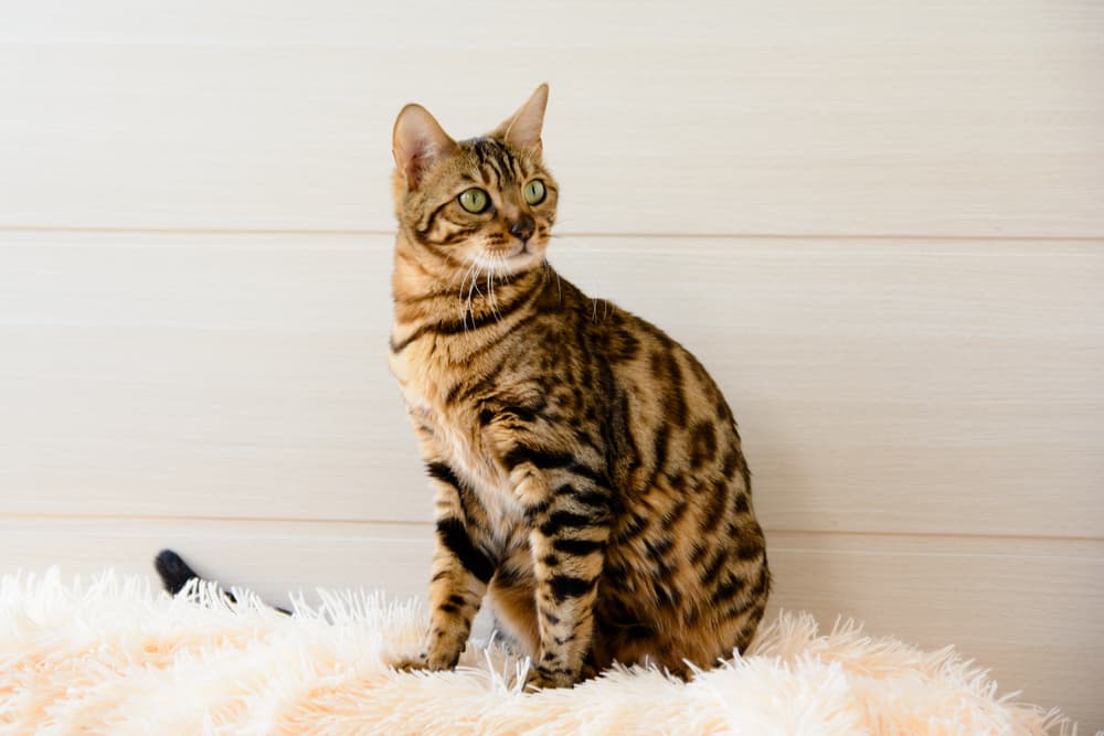 Bengal sitting near white wall