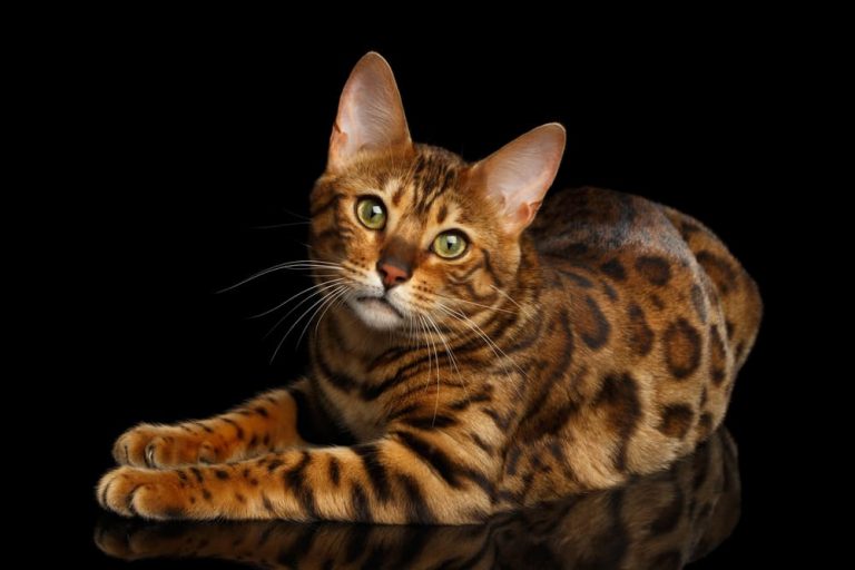 Bengal cat on black background