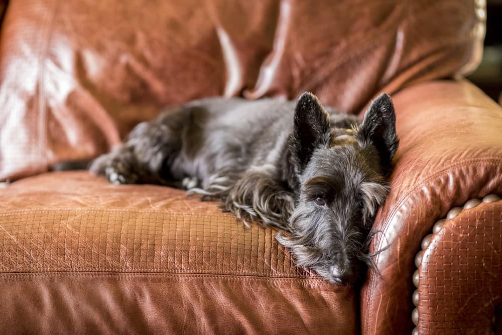 Scottish Terrier on sofa