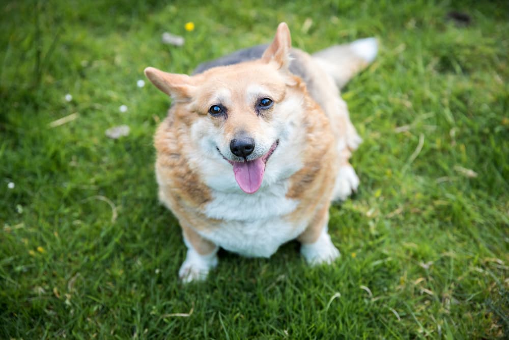 Dog Obesity: Risks, Symptoms, and Weight Loss Solutions