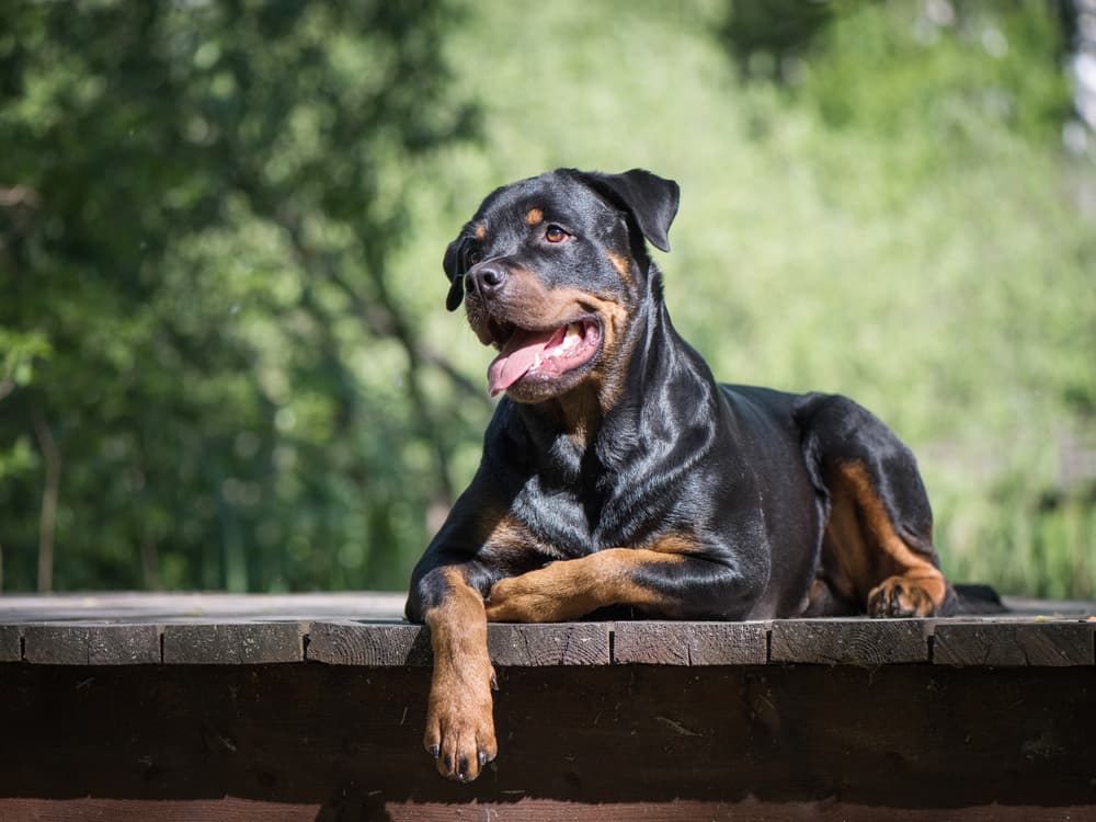 Rottweiler dog lying outside