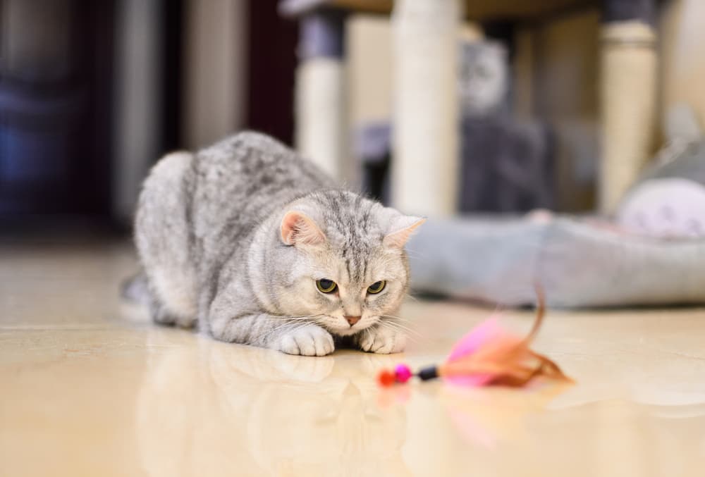 Overweight cat exercising