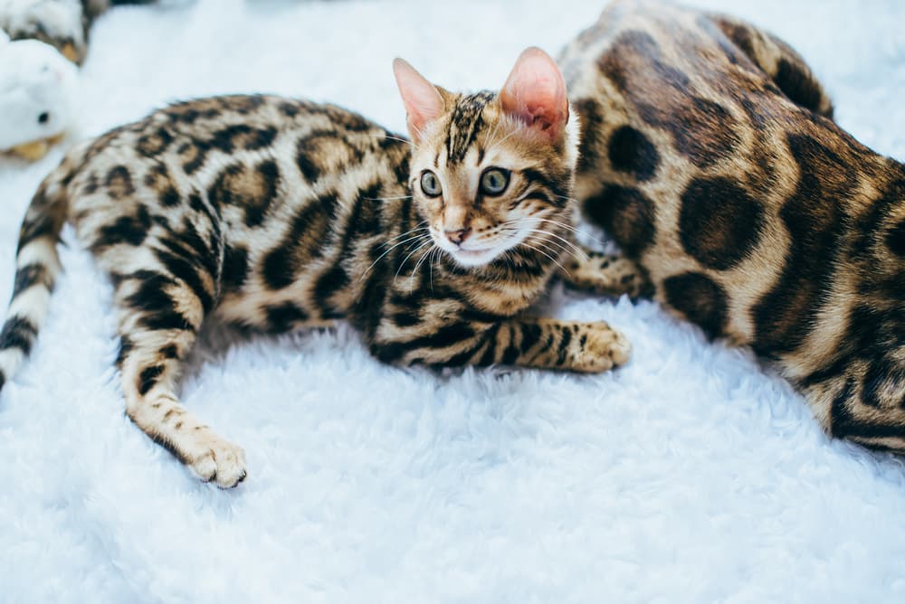 Bengal kittens playing