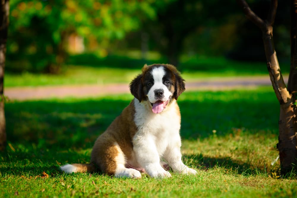 Saint Bernard puppy sitting outside