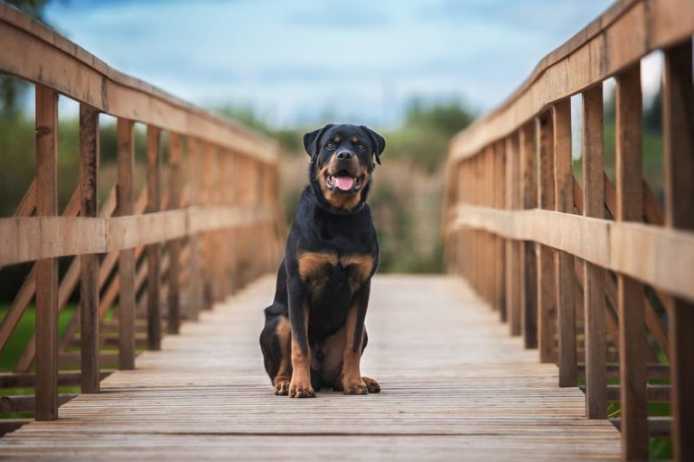 Rottweiler dog on bridge