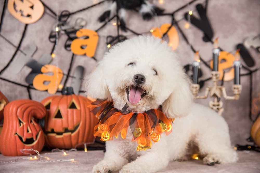 Dog ready for Halloween