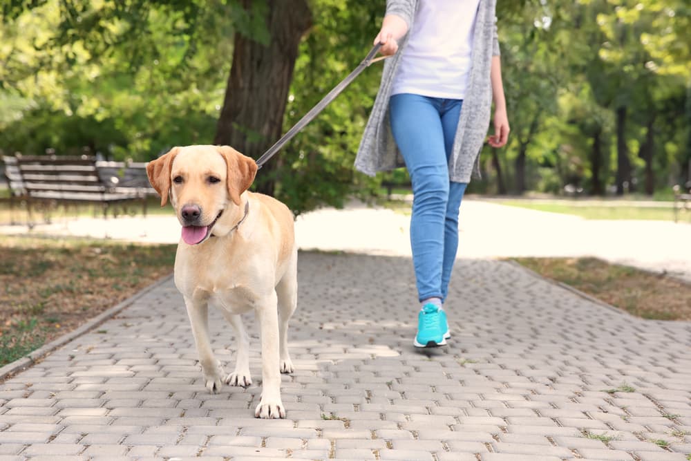 Woman walking dog in park
