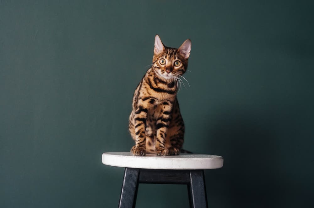 Bengal cat on a stool