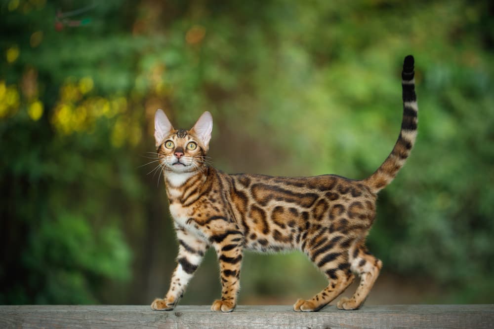 Bengal cat outdoors