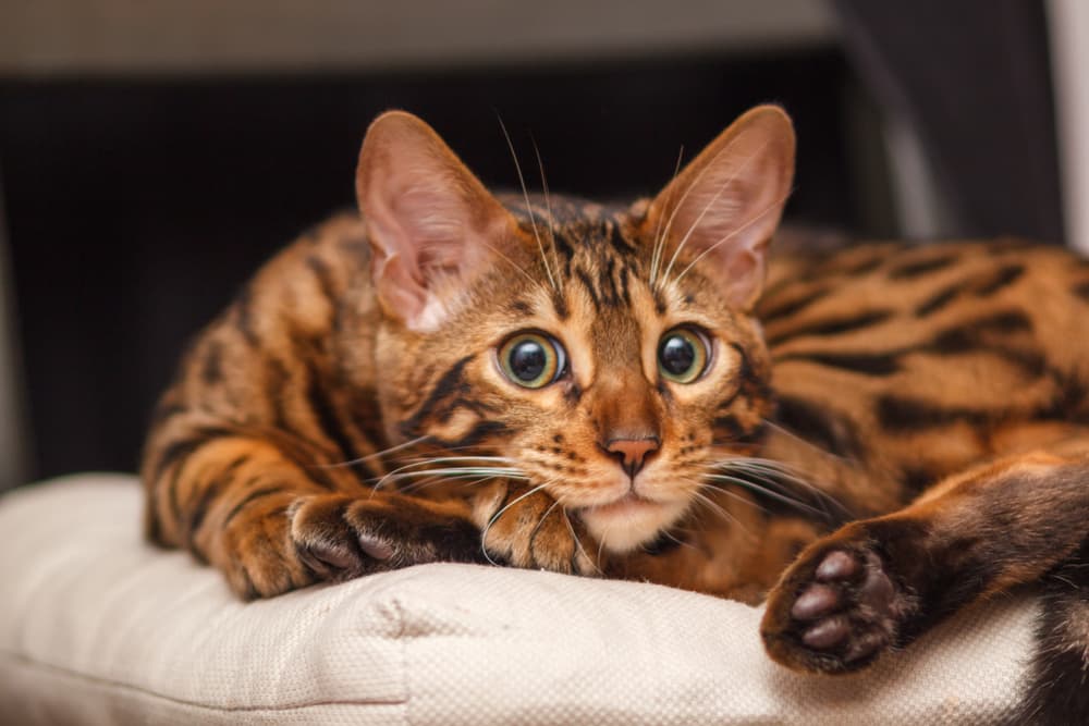 Photo of Bengal lying down