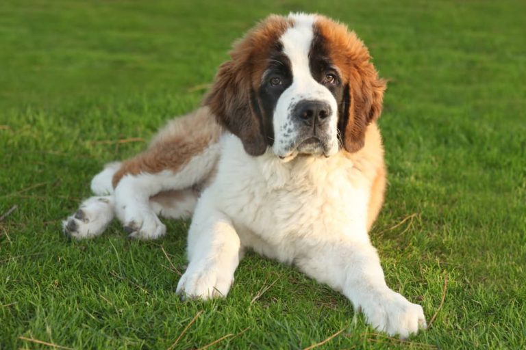 Saint Bernard dog lying in grass