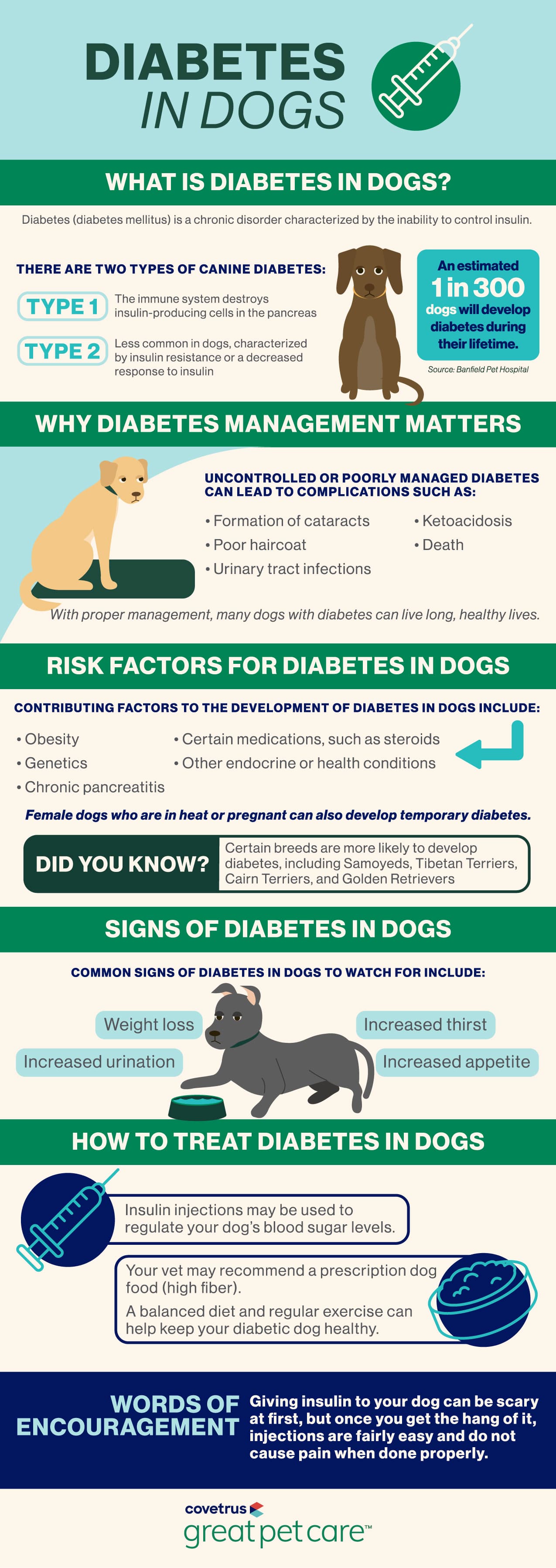 Diabetes in Dogs infographic