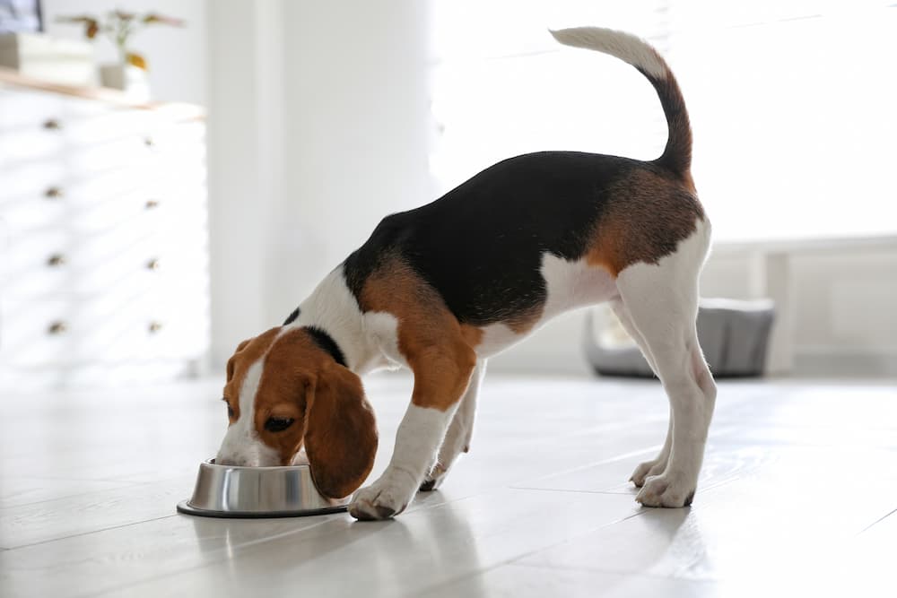 Dog Food With Probiotics: Benefits and Reasons to Try It