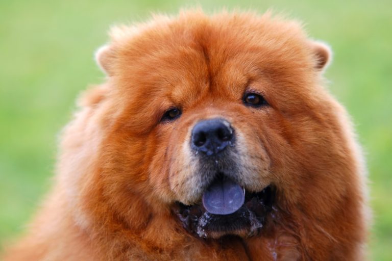 Chow Chow with black tongue