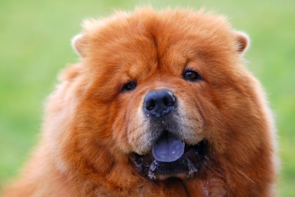 Black Dog Tongue: Is It Normal?