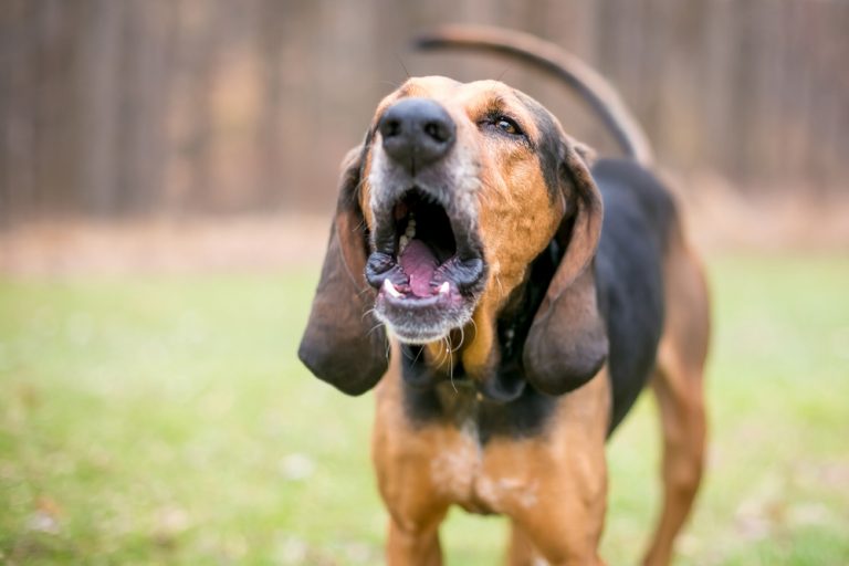 Dog barking in yard