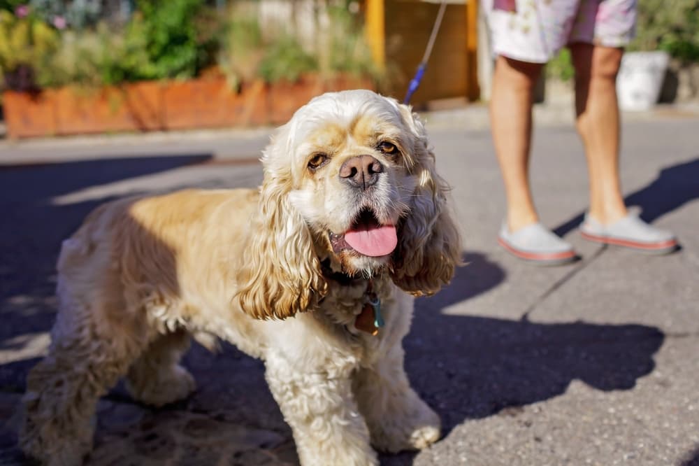 Dog walking with owner