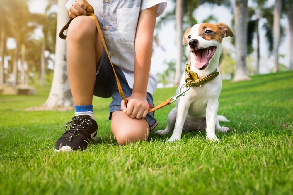Dog next to owner on a walk checking in