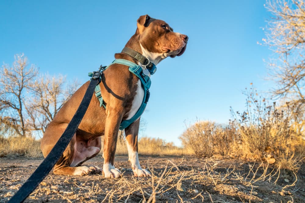 Dog walking wearing a no pull harness