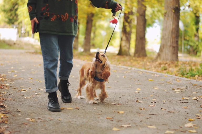 Dog walking with owner in the park