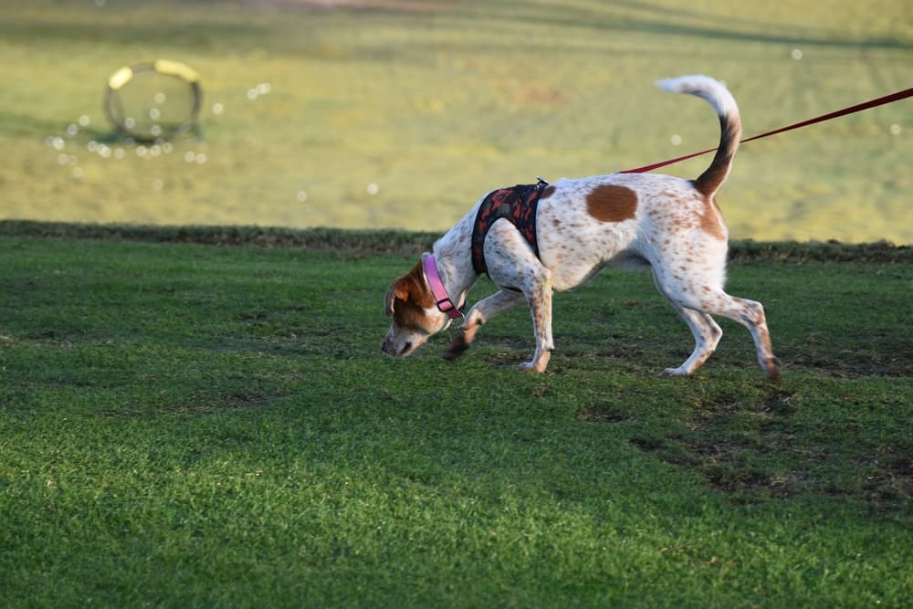 Dog sniffing on a walk