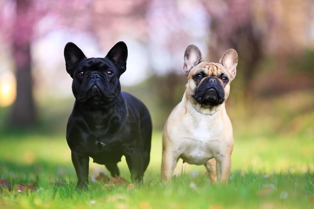 Two cute dogs ears up