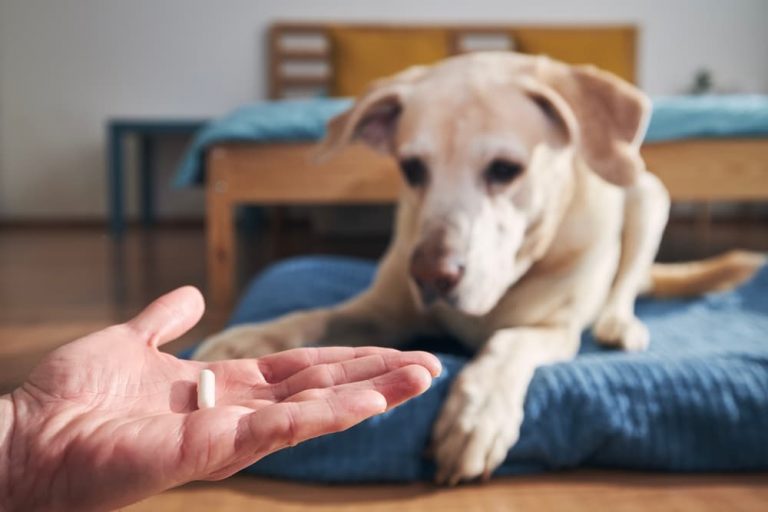 Dog taking a supplement