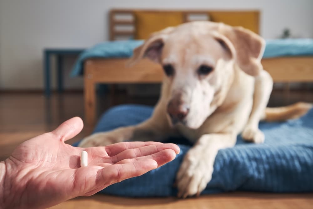 Famotidine for Dogs
