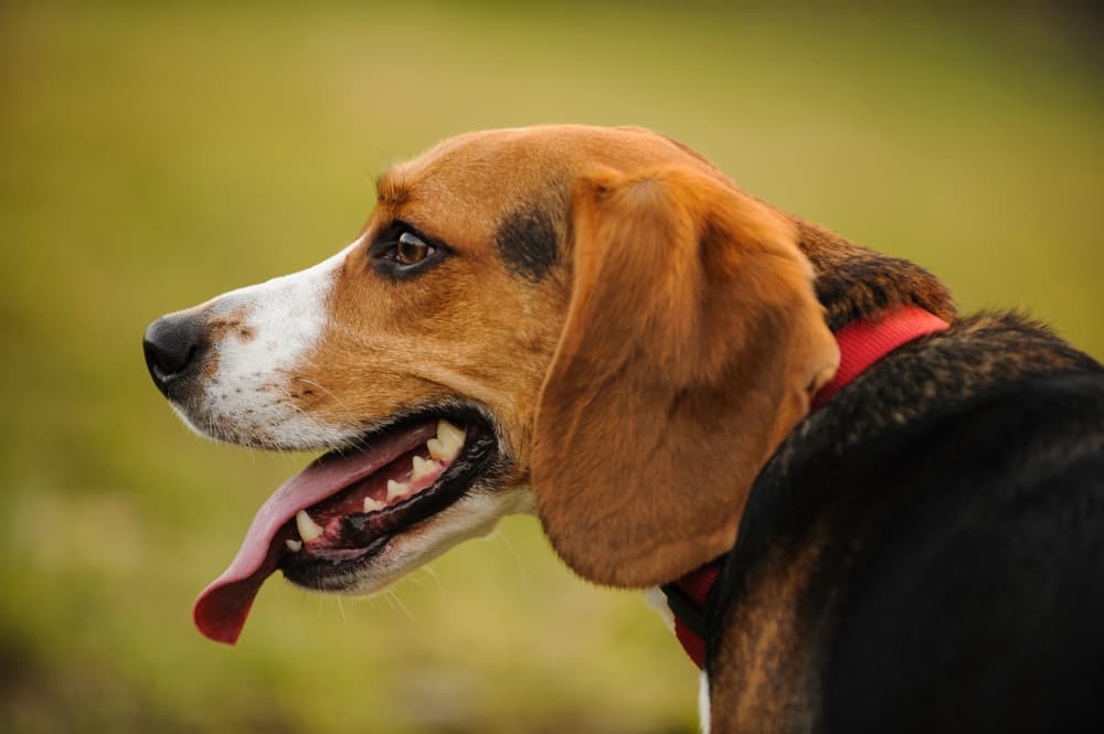 Dog smiling with healthy coat