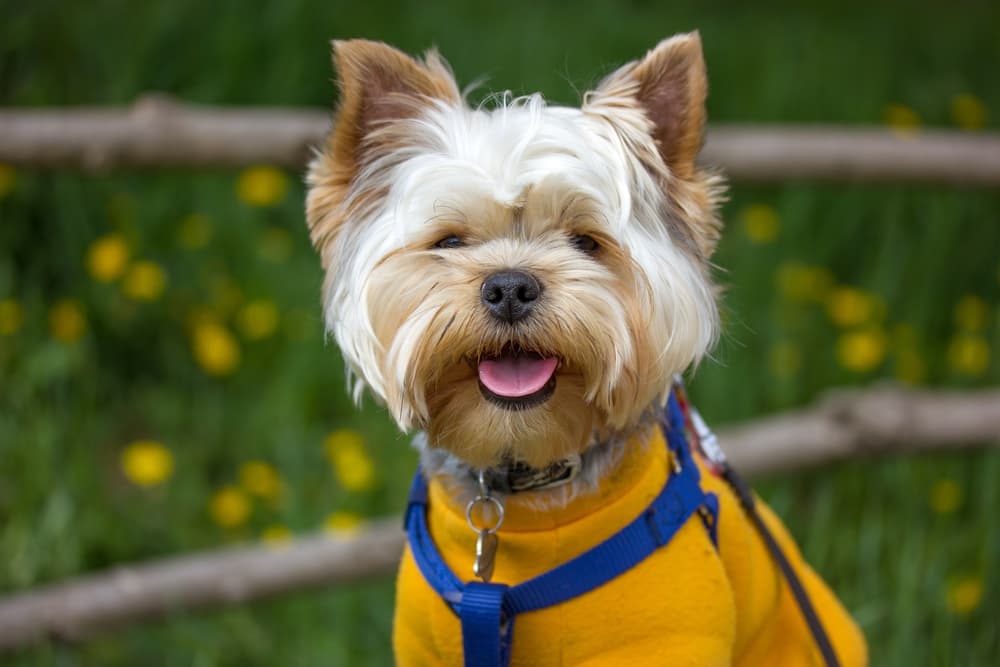 Dog smiling on a walk