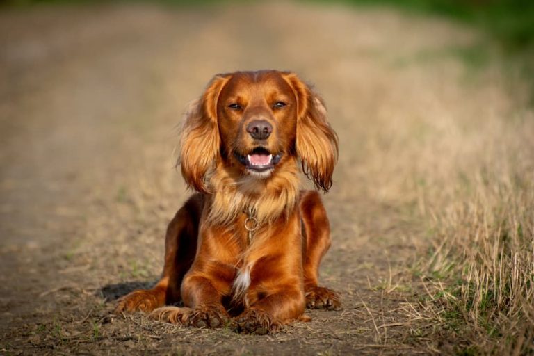Dog with very healthy coat takes omega 3 for dogs