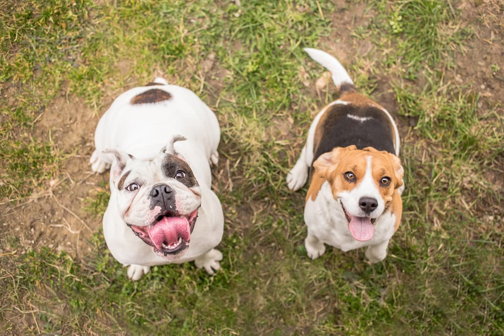 Two dogs smiling up to owner