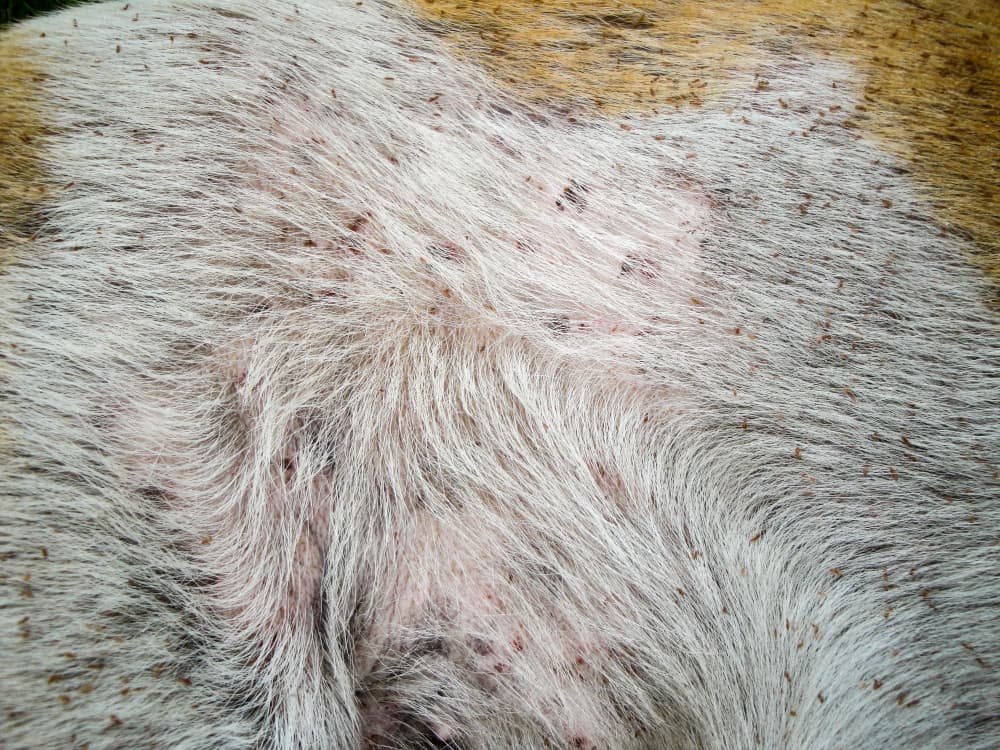 Closeup of lice on dog