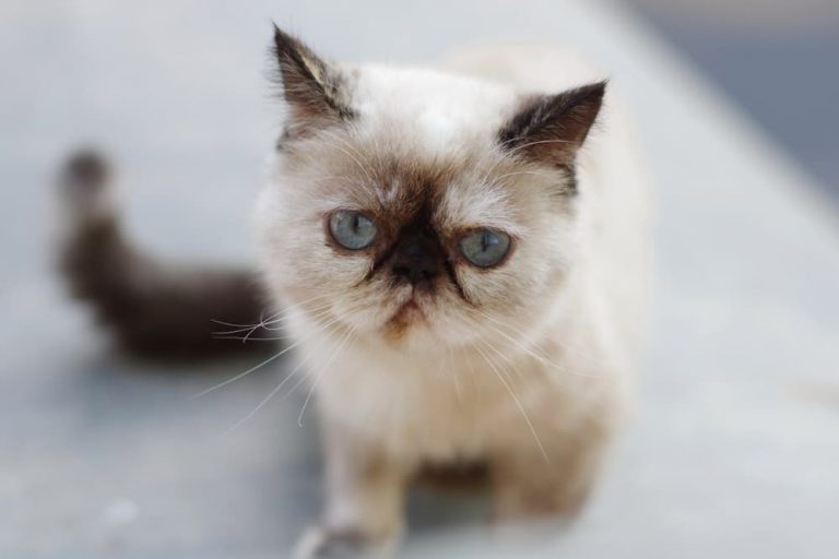 Sad cat looking at camera