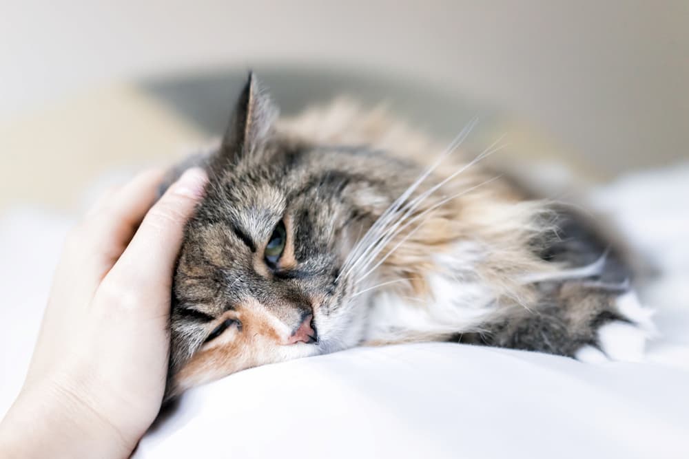 What Can You Give a Cat for Pain?