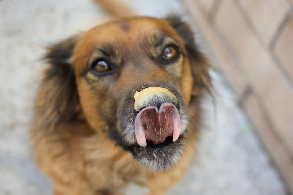Can Dogs Eat Peanut Butter?