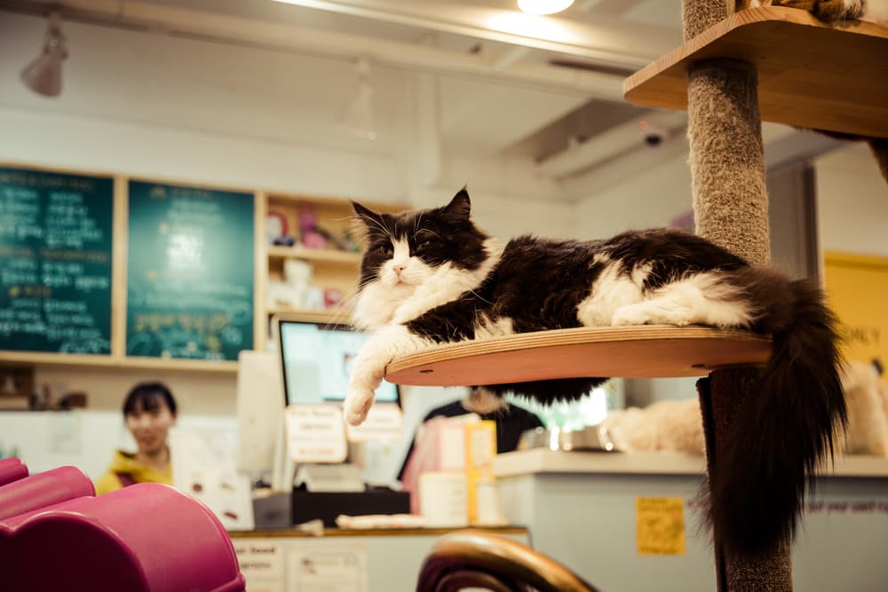 Cat sitting in cat cafe in Korea