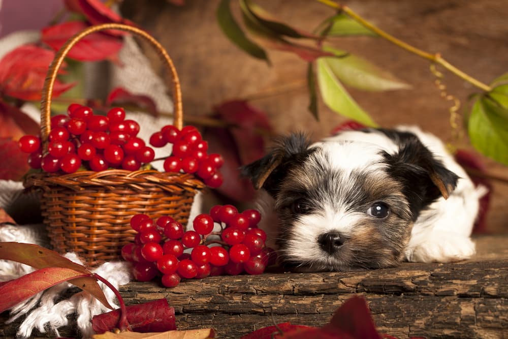 Can Dogs Eat Cranberries?