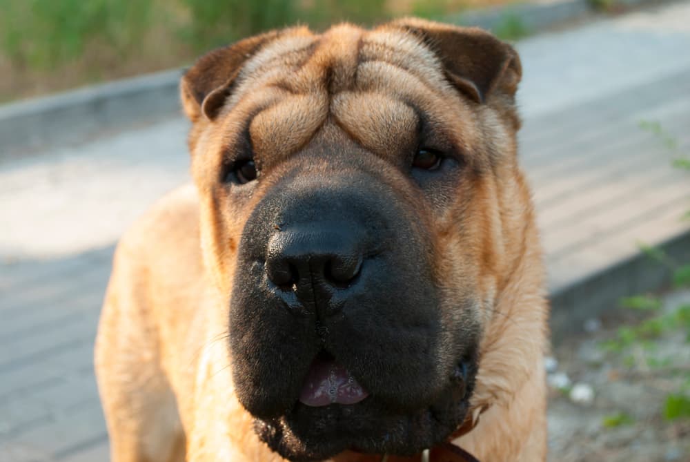 Shapei with black dog tongue