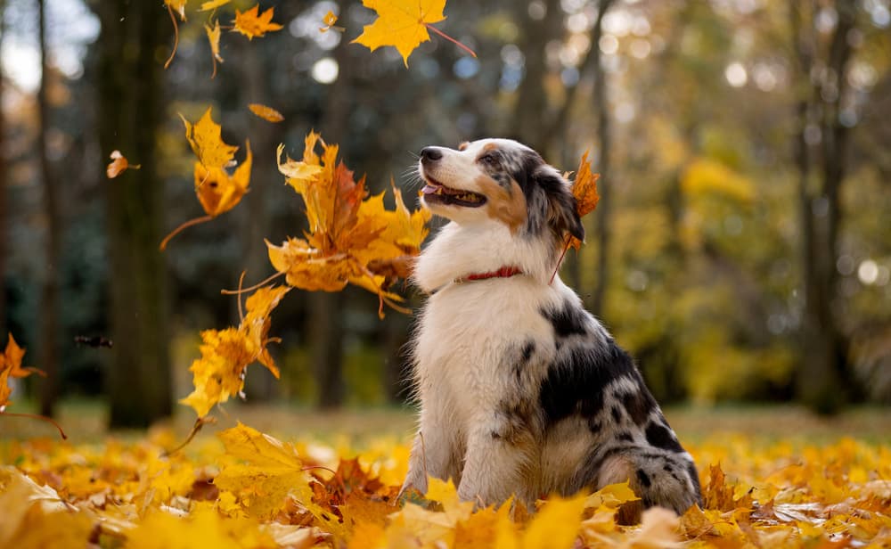 7 Shocking Fall Dangers for Dogs