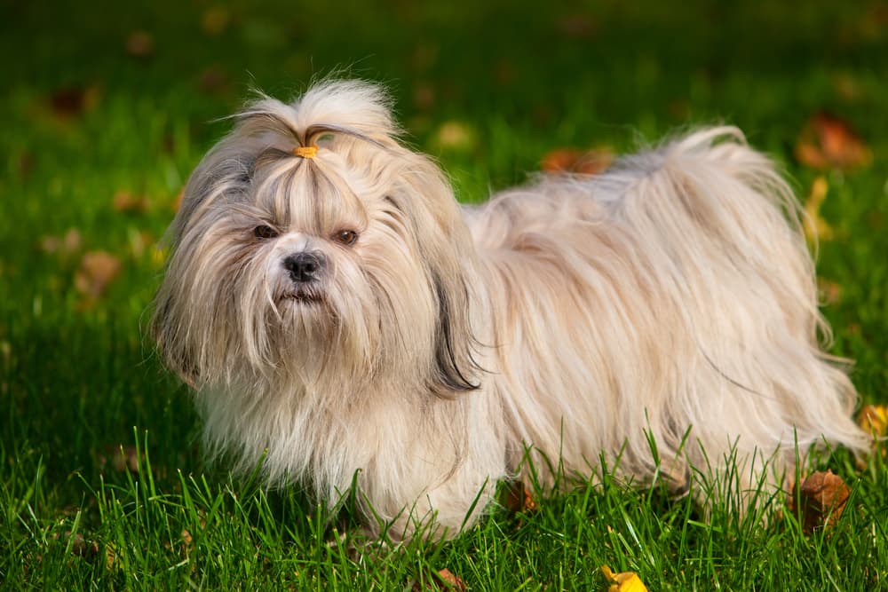 Female Shih Tzu dog outside