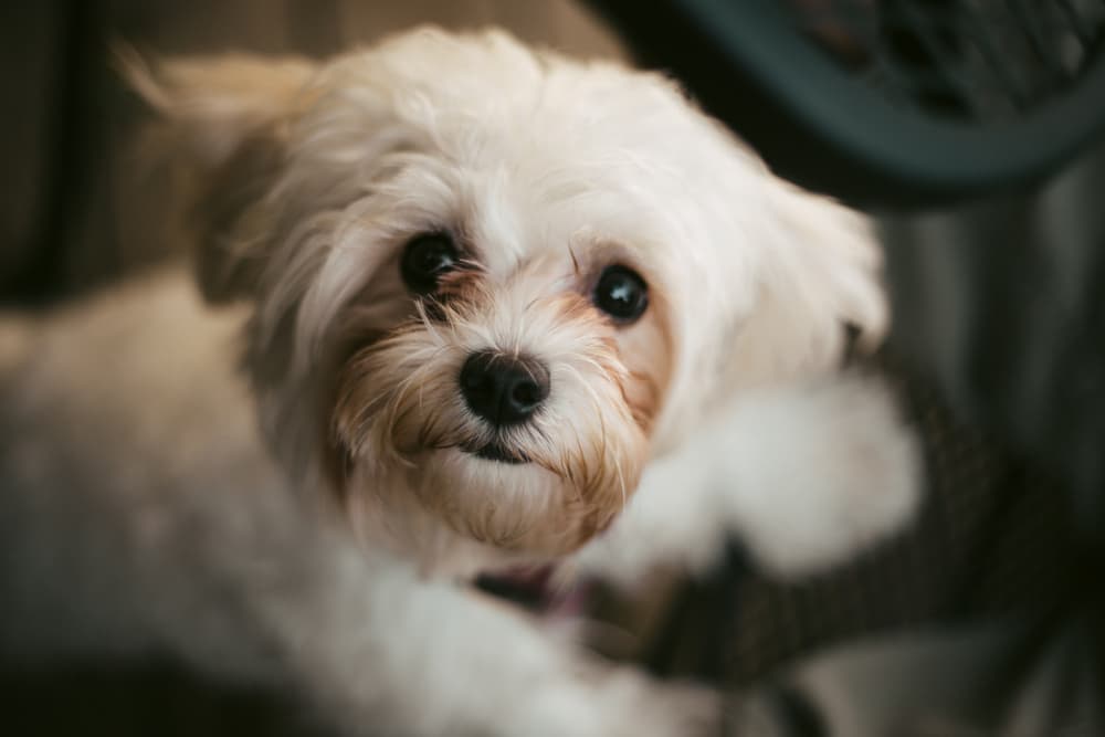 Shihpoo dog
