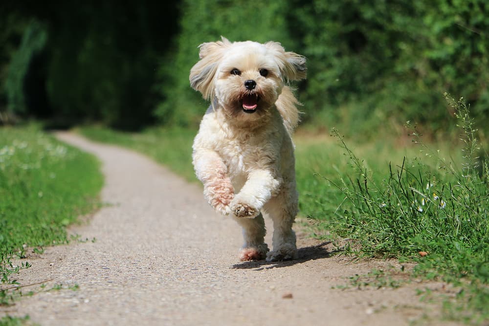Lhasapoo
