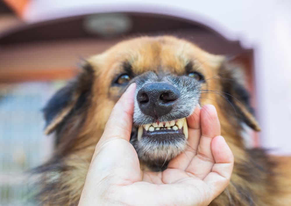 Dog showing tooth decay