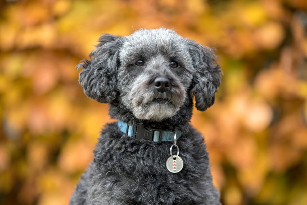 Senior Schnoodle dog
