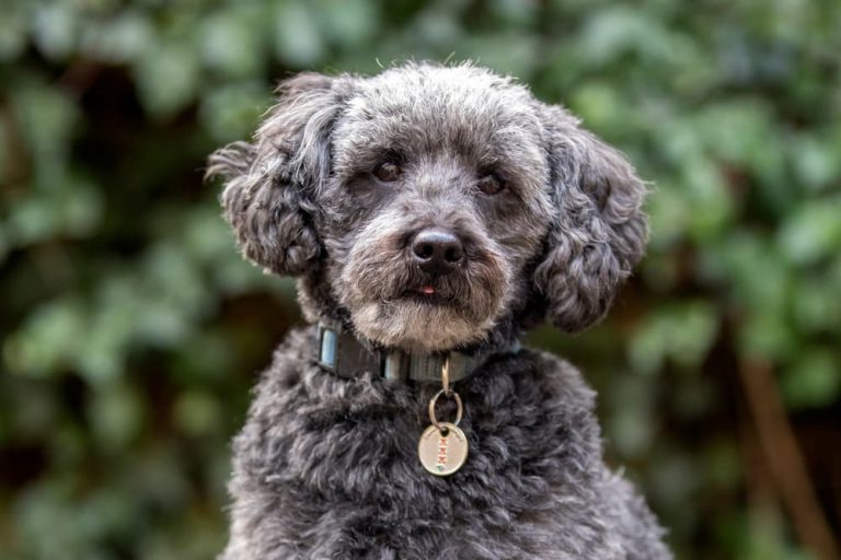 Schnoodle dog