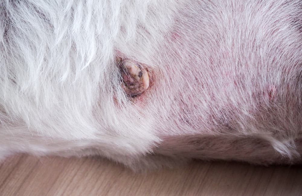 cancerous lump on dog skin