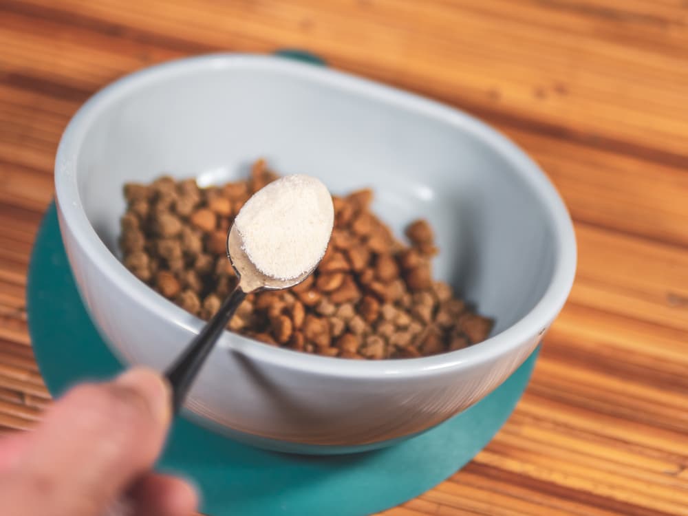 Pet owner putting powder medication on dog food